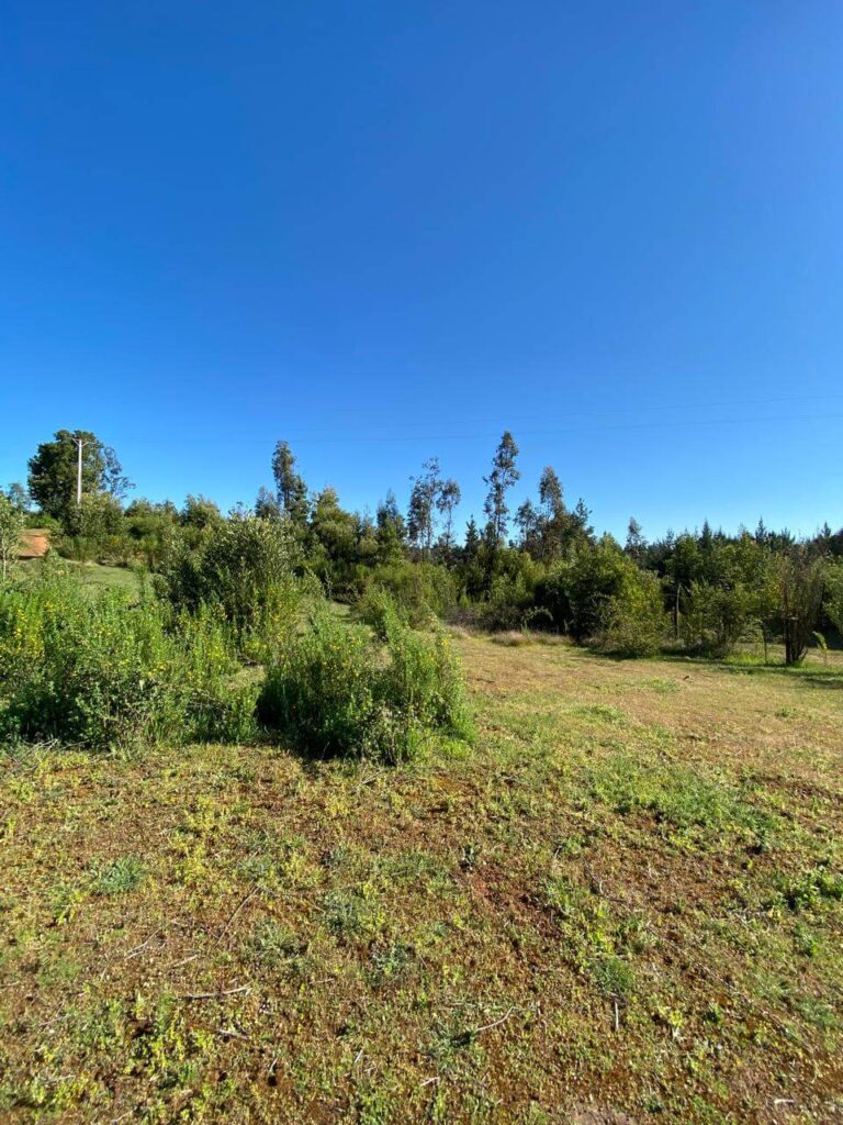 WhatsApp Image 2025-10-21 at 22.54.58 (1)